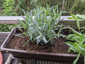 Lavendel-Pflanze im Blumenkasten