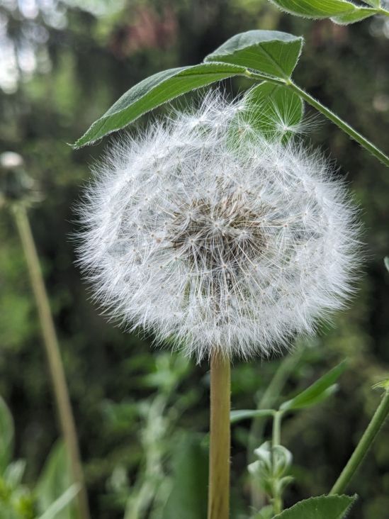 Pusteblume