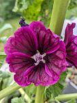 Malvenblüte dunkelviolett