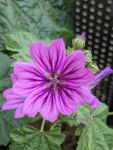 Malvenblüte hellviolett