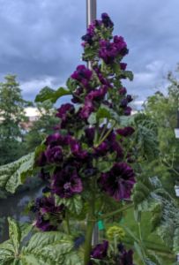 Malvenpflanze mit ganz vielen dunkelvioletten Blüten