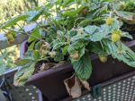 Walderdbeeren in Grün vor dem Rotwerden