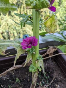 kleine dunkelviolette Malvenblüte am Stamm