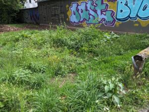 wucherndes Grün vor den Garagen