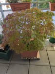 Großer Ahorn-Bonsai auf einem Balkon