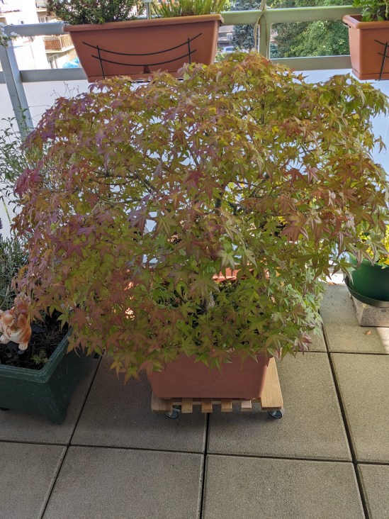 Großer Ahorn-Bonsai auf einem Balkon