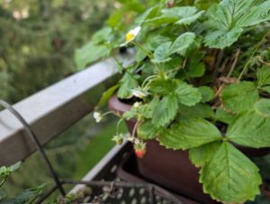 Walderdbeerpflanze mit Blüten und zwei kleinen Beeren am werden