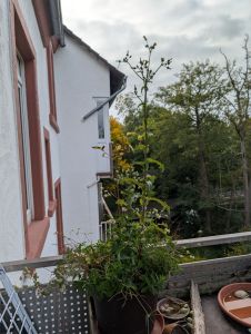 Heidelbeerstöckchen im zugewuchertem Topf