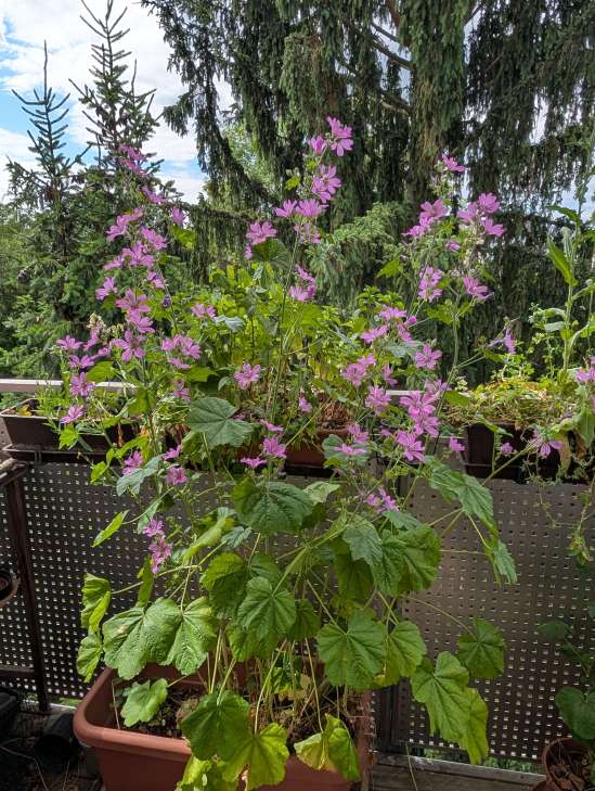 Große Malve auf Balkon