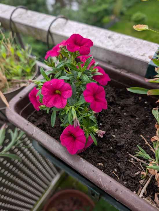Kleinblütige Petunie in violet