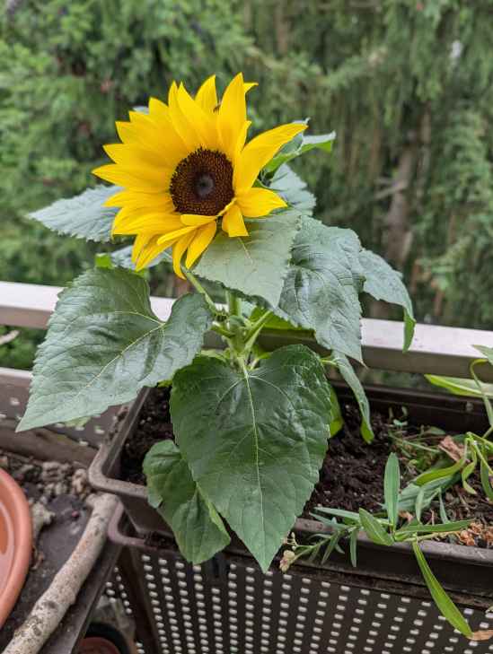 Sonnenblume